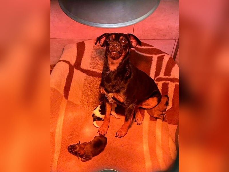 Welpe Chip-Nr. 275733 - ich bringe eine große Portion Leben und Frohsinn in dein Zuhause!