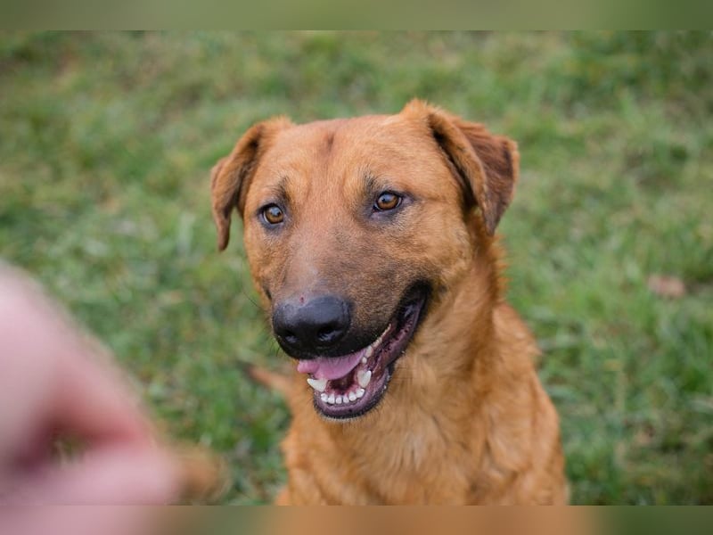BENNY - der aufgeschlossene Rüde möchte so gern dein vierbeiniger Begleiter sein!