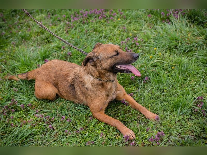 GABI - die liebe, aufgeschlossene Hündin träumt von einem liebevollen Für-Immer Zuhause