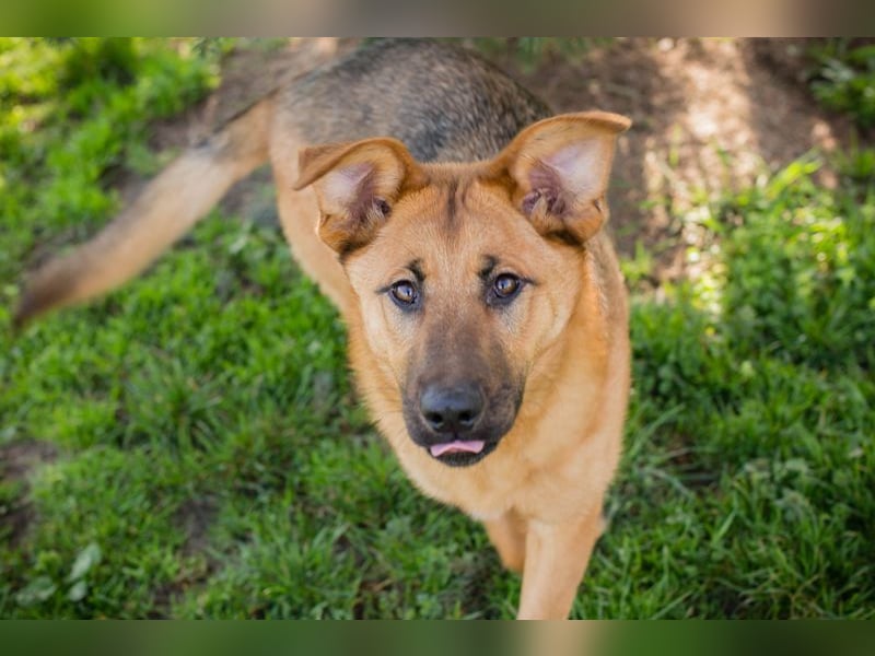 Chip-Nr. 271878 - ich möchte so gern dein vierbeiniger Begleiter sein!