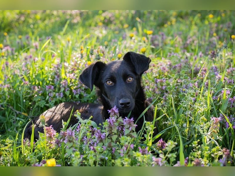 Welpe Chip-Nr. 258412 - lernnen, kuscheln, spielen - wer schenkt mir ein Zuhause?