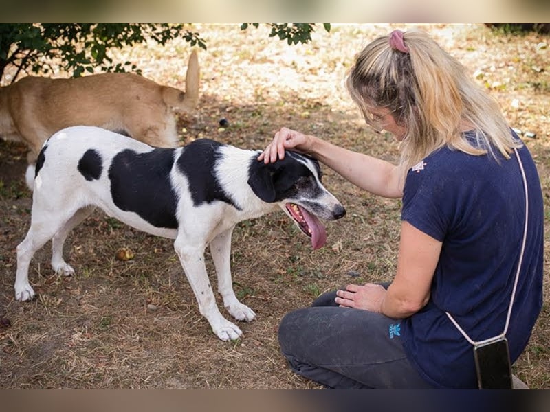 HOTSPOT - Menschen mit ganz viel Liebe, Zeit und Geduld gesucht für diesen sanften Hundejungen