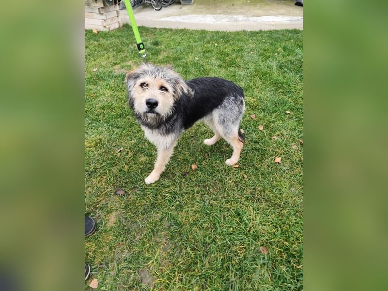 TOGGO - welche liebe, geduldige Familie zeigt mir, wie schön ein Hundeleben sein kann?