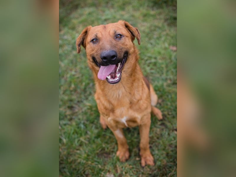 BENNY - der aufgeschlossene Rüde möchte so gern dein vierbeiniger Begleiter sein!