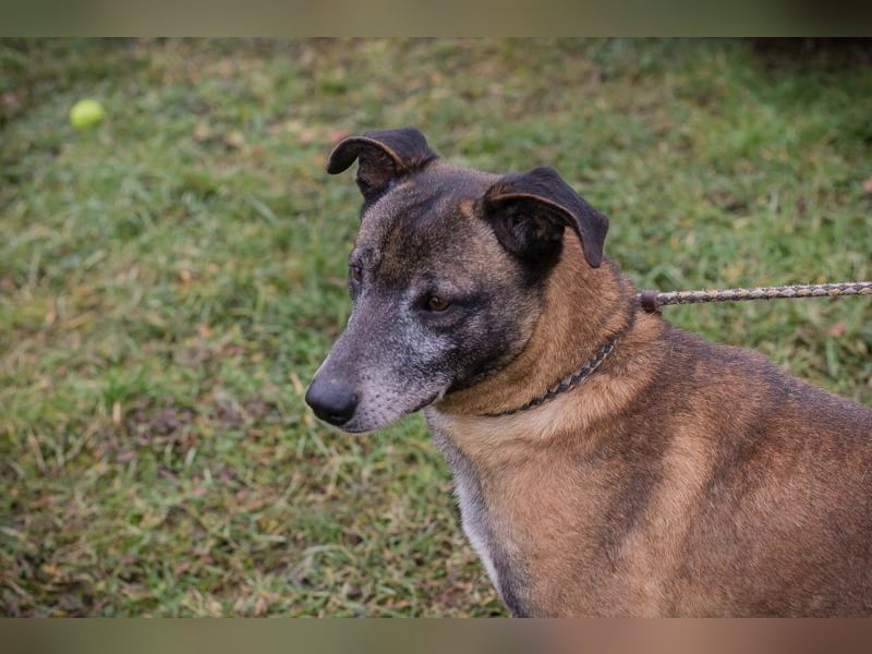 Chip-Nr. 253389  - ich suche einen Namen und am liebsten auch gleich ein eigenes Zuhause