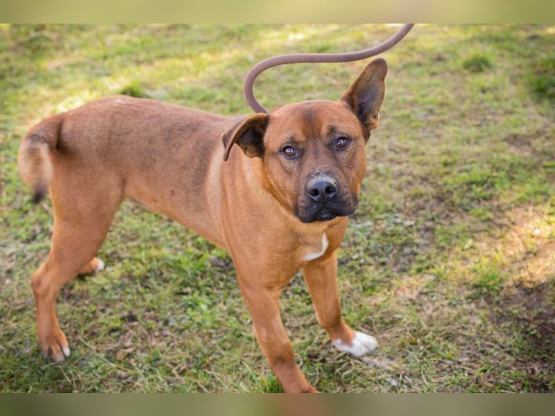 CLOONEY - der hübsche Rüde sucht ein hundeerfahrenes Zuhause!