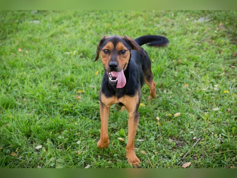 RICO - der aktive und lernwillige Rüde sucht eine unternehmungslustige Familie