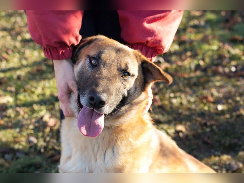 BOFUR - ich bin menschenbezogen, aktiv, leinenführig und suche eine unternehmungslustige Familie