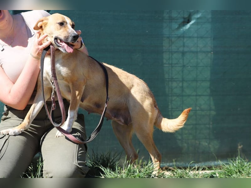 ROXY - die ausgeglichene, gesellige Hündin möchte DEIN Herz erobern!