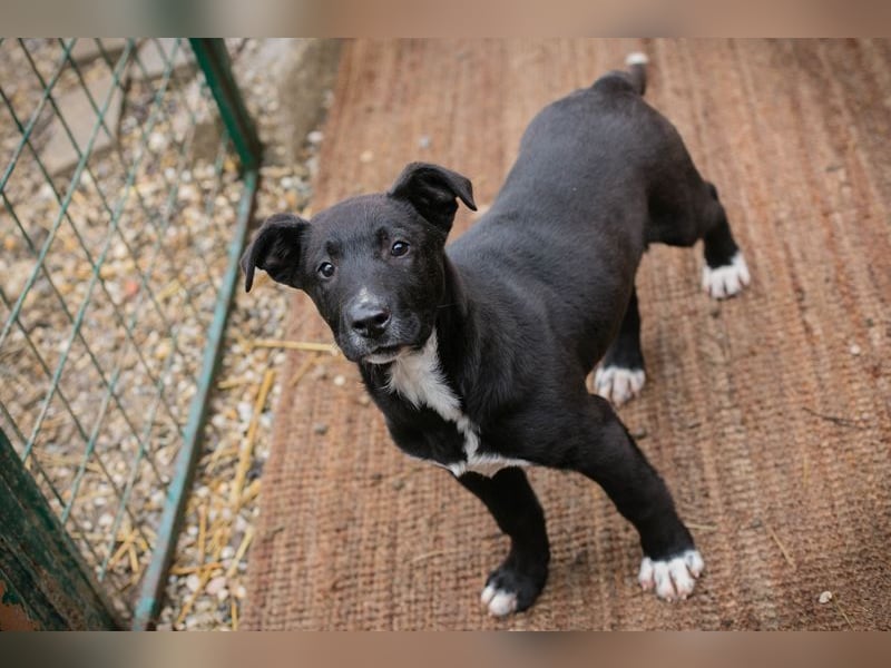 Welpe JIMMY - wenn ich groß bin möchte ich ein richtiger Familienhund sein!