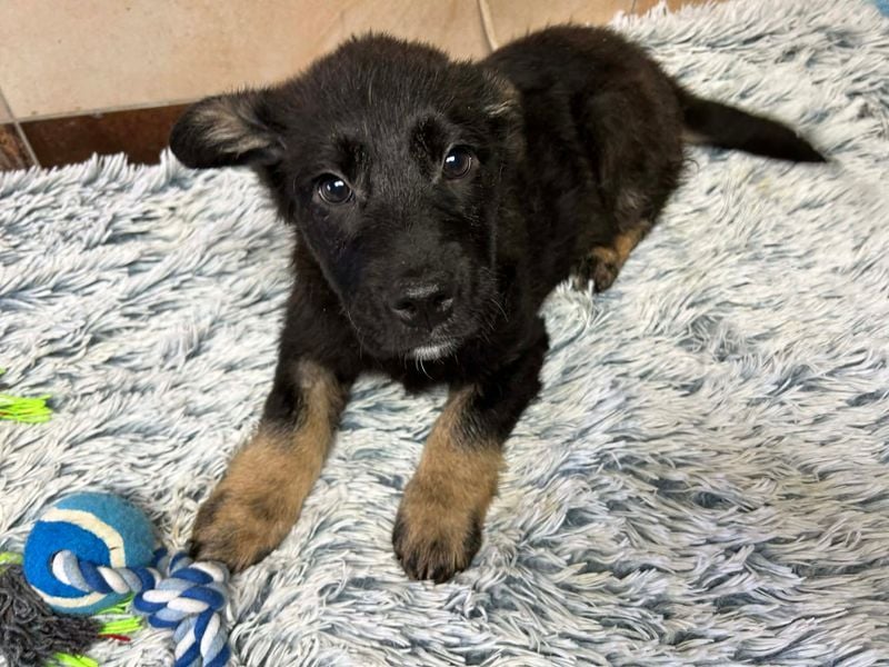 Welpe Chip-Nr. 256294 - der neugierige und aktive kleine Racker freut sich auf ein eigenes Zuhause!