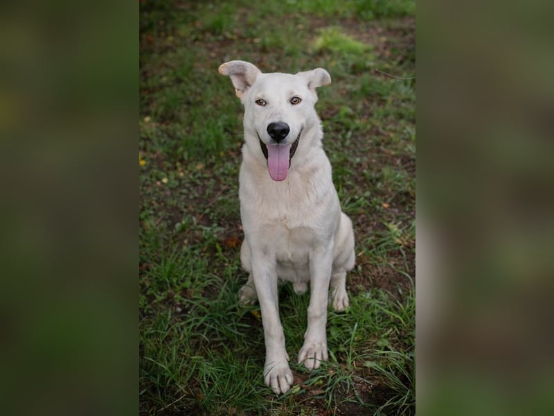 PAULO - der verspielte und zugängliche Hundemann freut sich auf sein eigenes Zuhause!
