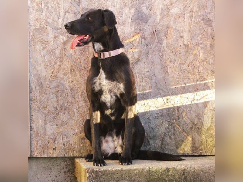 XENA - das verspielte, fröhliche Powerpaket liebt Menschen und Artgenossen!