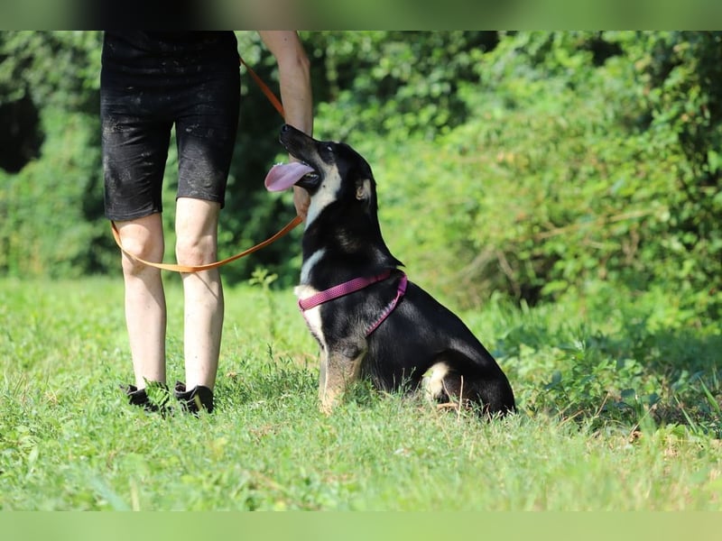 RUBY - die unternehmungslustige Hündin freut sich auf tolle Abenteuer mit ihrer Familie