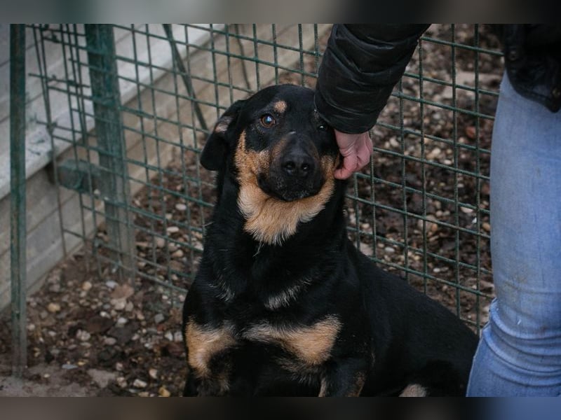 MARLEY - ich bin noch etwas zurückhaltend und suche eine liebevolle, geduldige Familie!