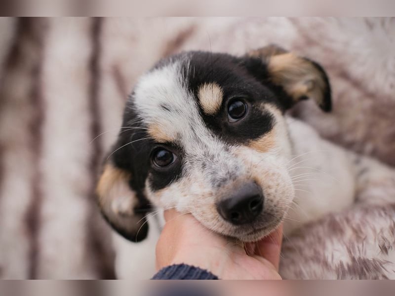 Welpe Chip-Nr. 253319 - die kleine Maus wartet sehnsüchtig auf eine eigene Familie!