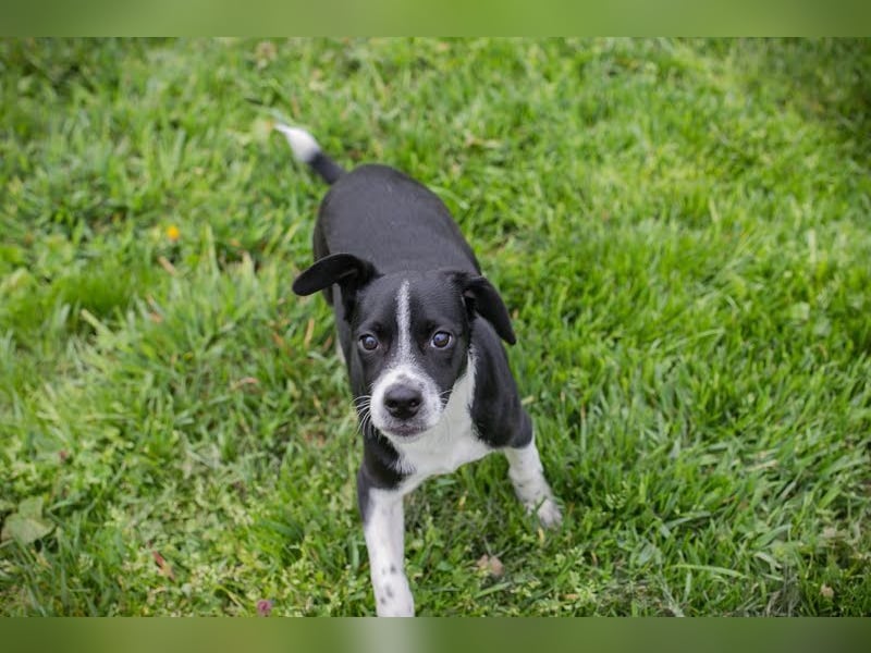 Welpe HUBSI - der fröhliche und lebhafte kleine Junge sucht eine unternehmungslustige Familie!