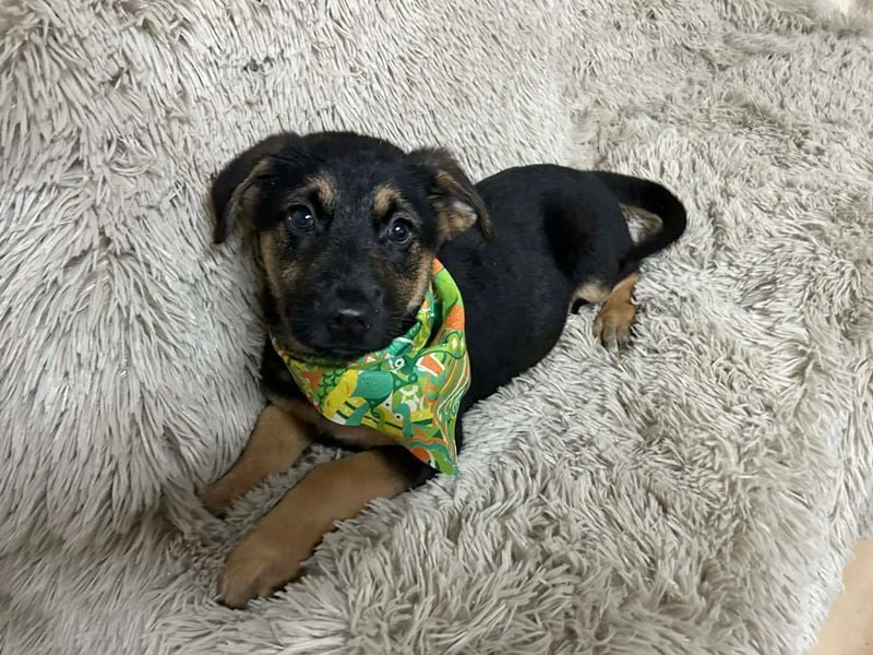 Welpe JAVID - ich freue mich auf tolle Abenteuer mit meinen Menschen!