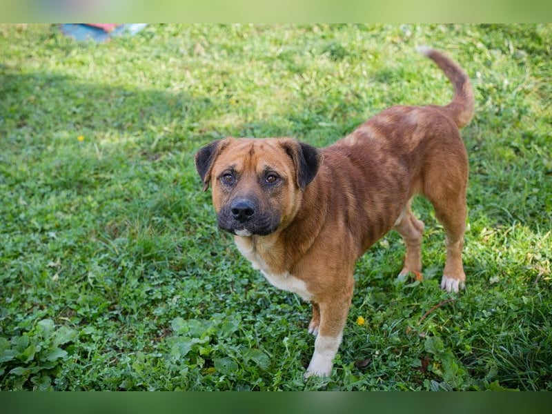 PEPE - diese coole Socke sucht eine aktive Familie mit viel Zeit und Hundeverstand
