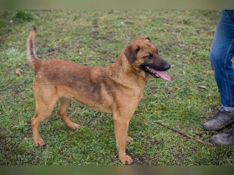 MICHAEL - der aufmerksame Rüde möchte gerne ein Teil DEINER Familie sein!