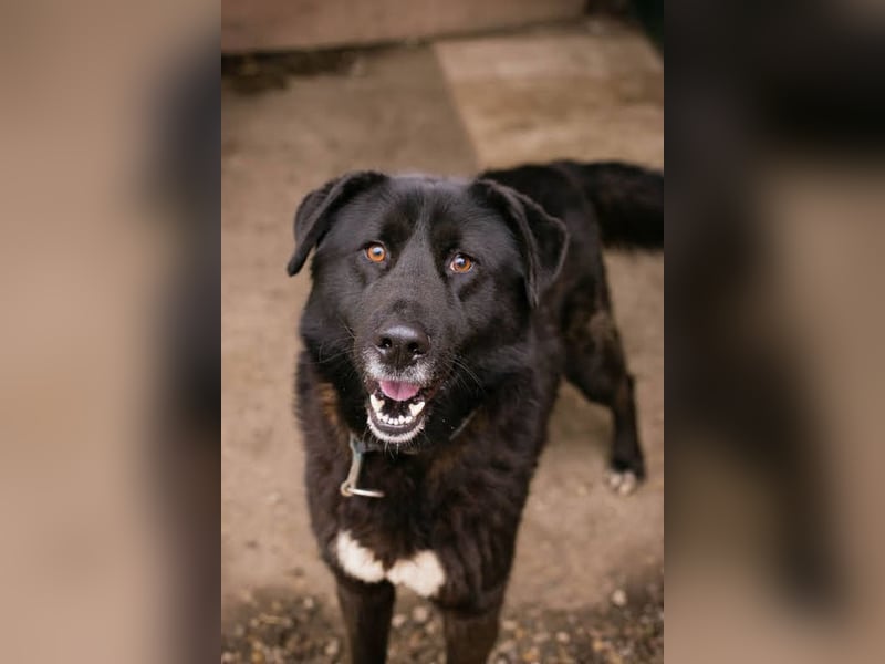 RIO - der aufgeschlossene Rüde hat keine Berührungsängste und spielt sehr gerne!