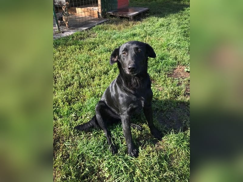 INGMAR - der brave, menschenbezogene und lernwillige Rüde sucht seine Menschen