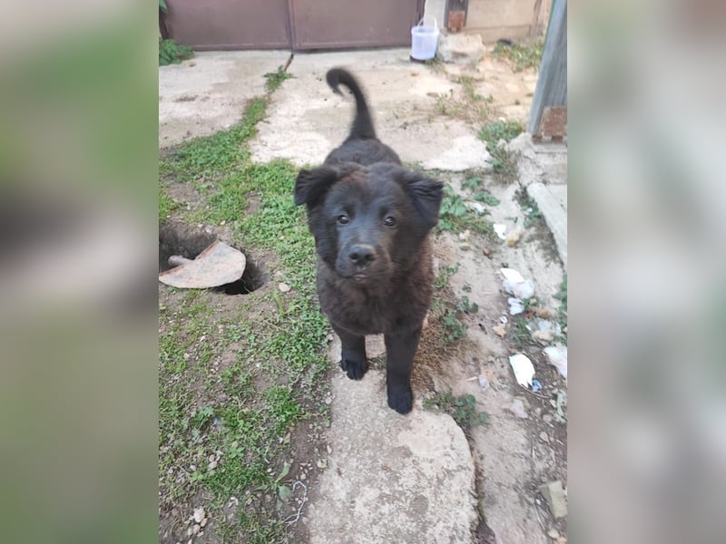 Welpe CHUNKY - wenn ich groß bin möchte ich ein richtiger Familienhund sein!