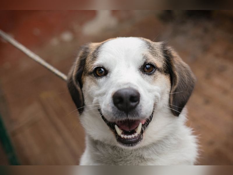 CASPER - der brave Rüde freut sich auf tolle Abenteuer mit seiner Familie!
