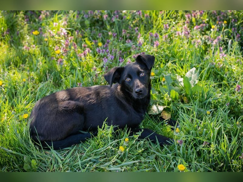 Welpe Chip-Nr. 258412 - lernnen, kuscheln, spielen - wer schenkt mir ein Zuhause?
