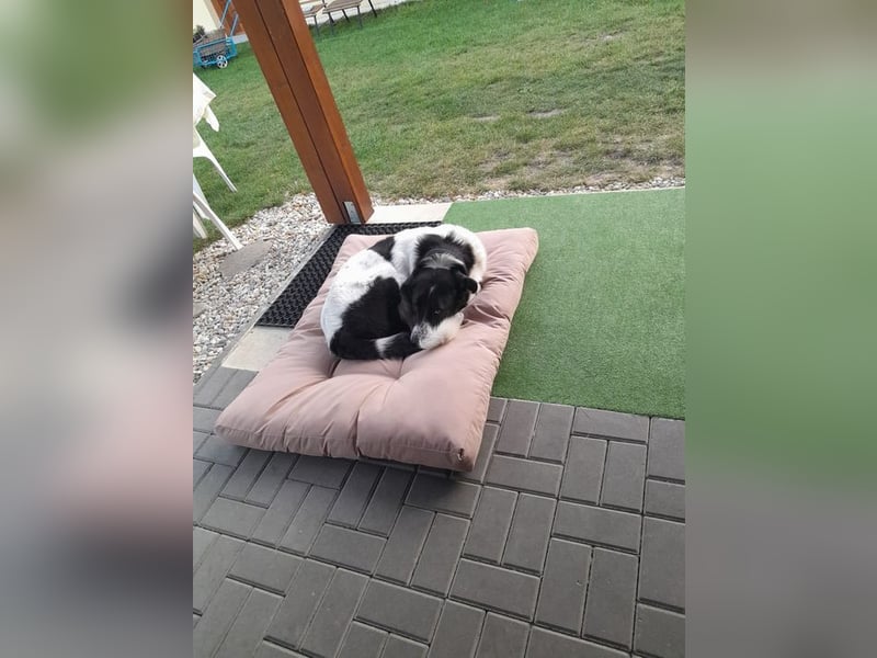 DIO - der brave, gehorsame und sensible Rüde sucht ein neues Zuhause bei lieben Menschen!