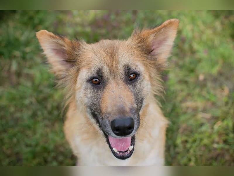 NALA - wer zeigt der lieben Maus, wie schön ein Hundeleben sein kann?