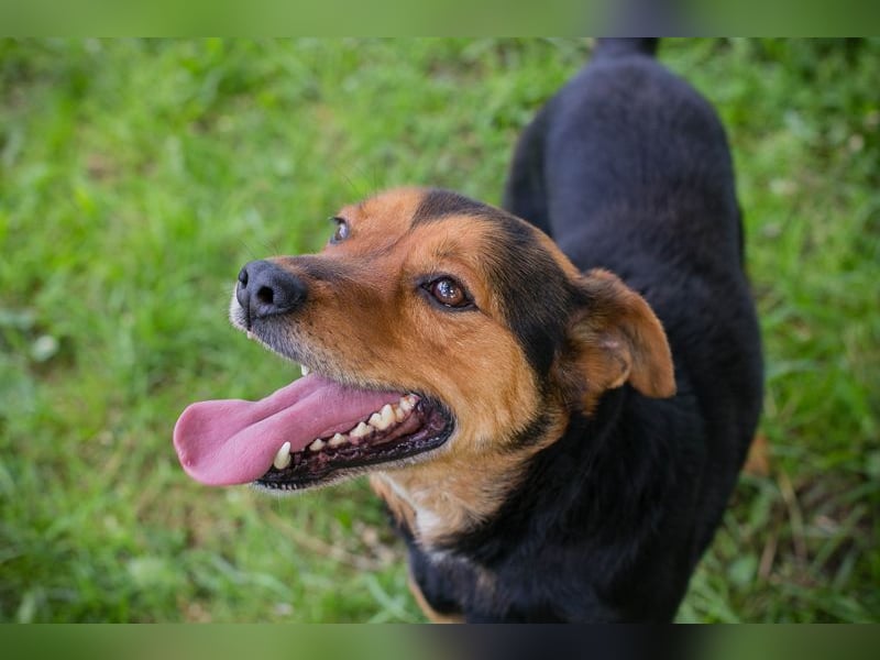 MIKI - der neugierige und brave Junge sucht ein liebevolles Zuhause!
