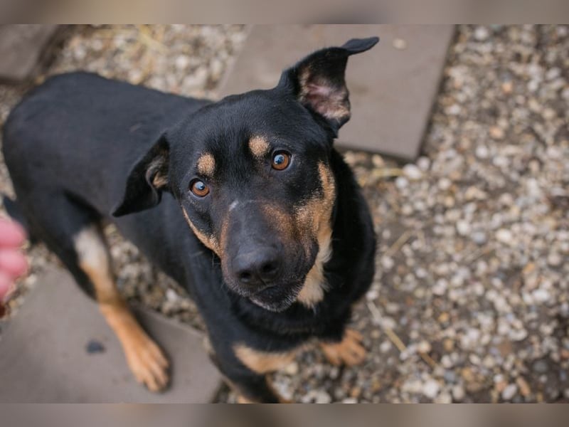 MARLEY - ich suche ein tolles Zuhause!