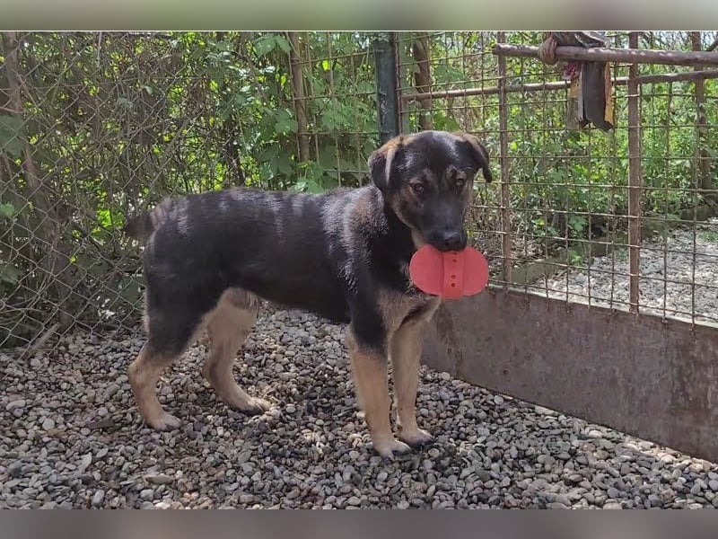 MAXI - der aufgeschlossene, fröhliche junge Rüde möchte DEIN Begleiter sein