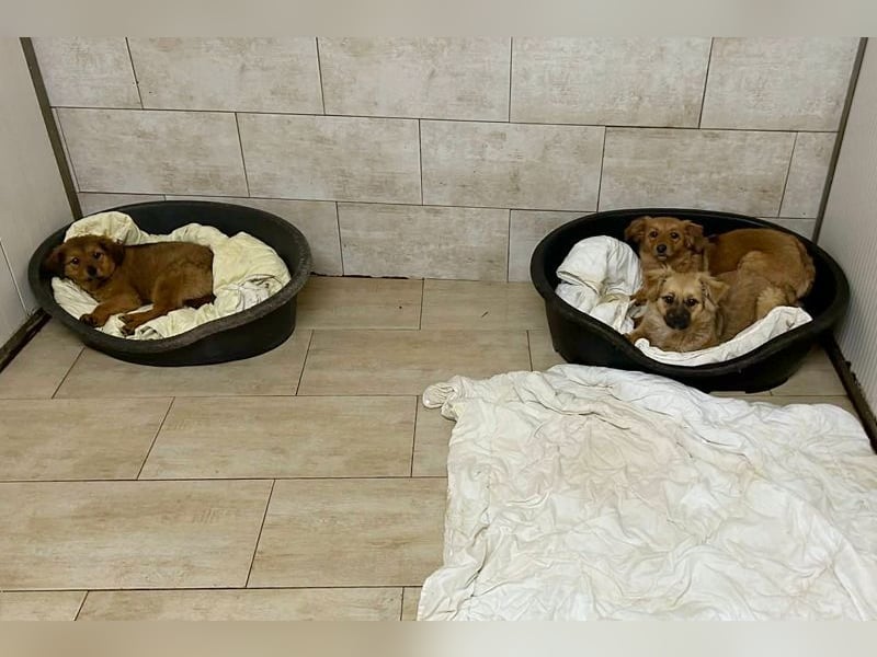 Welpe MILLA - ich bringe eine große Portion Leben und Frohsinn in dein Zuhause!