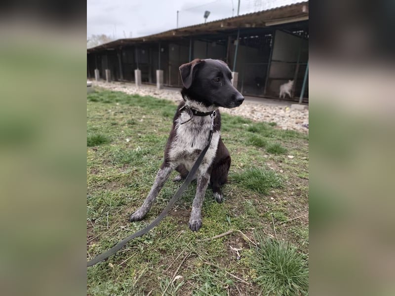 WALLI - die temperamentvolle Hündin sucht eine unternehmungslustige Familie