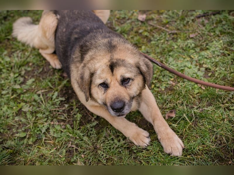 DANYLO - der aufgeschlossene und neugierige, kräftige Rüde sucht ein tolles Zuhause!