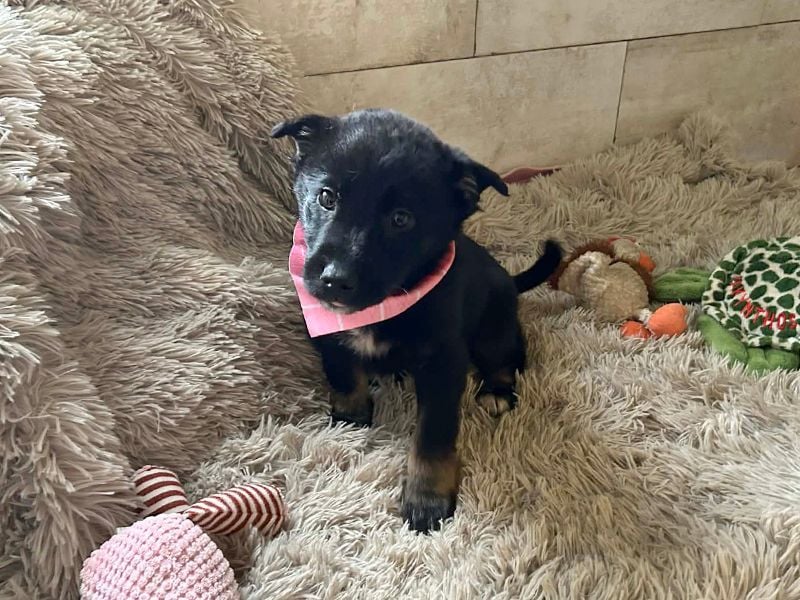 Welpe MIRA - na, kleines Mädchen, heute schon geknuddelt?