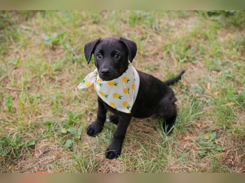 Welpe Chip-Nummer 269791 - die süße Hündin freut sich auf ein eigenes liebevolles Zuhause