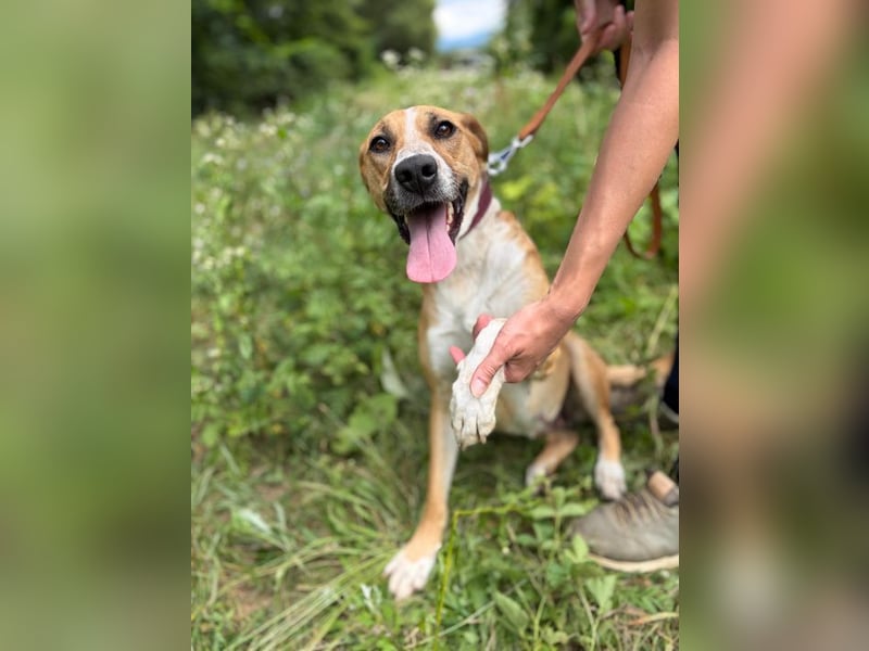 ROXY - die ausgeglichene, gesellige Hündin möchte DEIN Herz erobern!