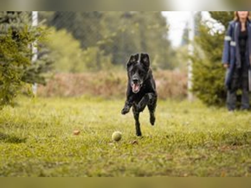 HANS - auf der Suche nach einer tollen Familie - der freundliche Rüde Hans!