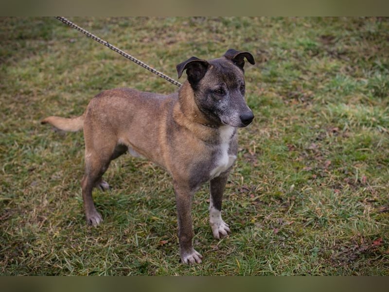 Chip-Nr. 253389  - ich suche einen Namen und am liebsten auch gleich ein eigenes Zuhause