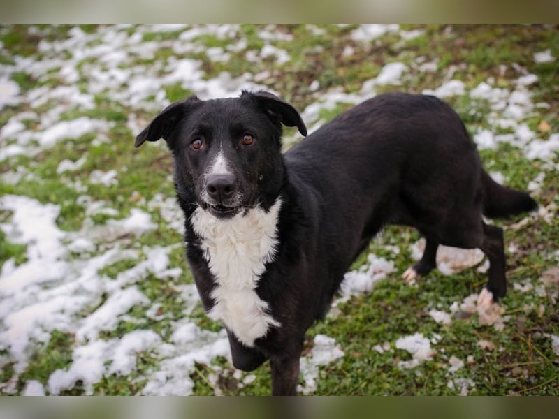 BUONAVITA - die süße Maus freut sich auf das Leben in einer eigenen lieben Familie!