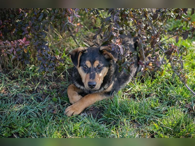 BAILEY - ich möchte so gerne ein Teil deiner Familie sein!