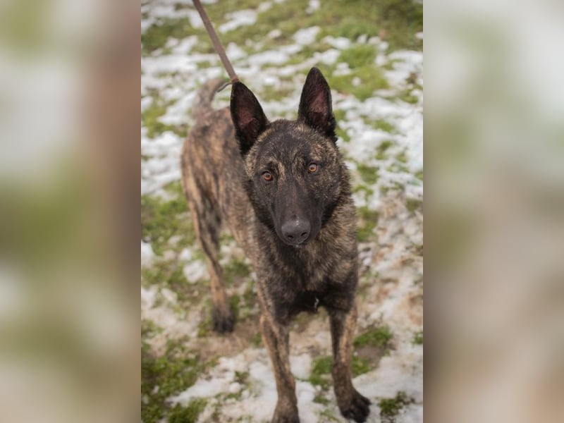 FILOU - lernen, spielen, kuscheln - wer schenkt mir ein tolles Zuhause?