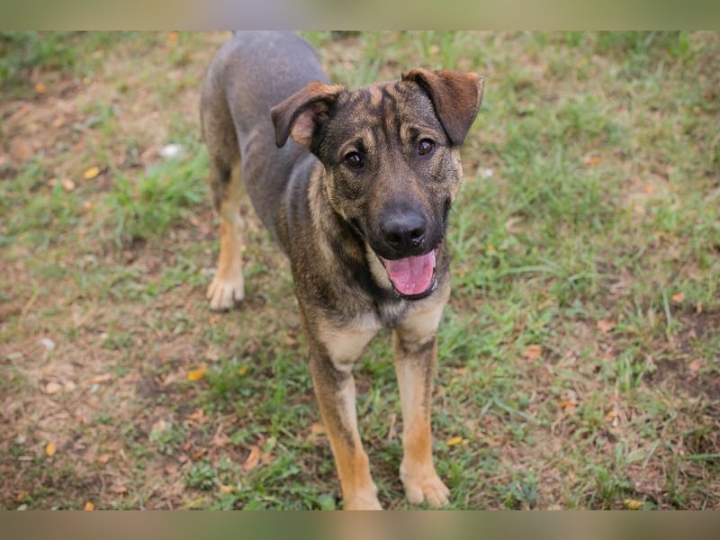 DOBBY - der aktive und verspielte Rüde möchte mit seinen Menschen spielen, toben, lernen..