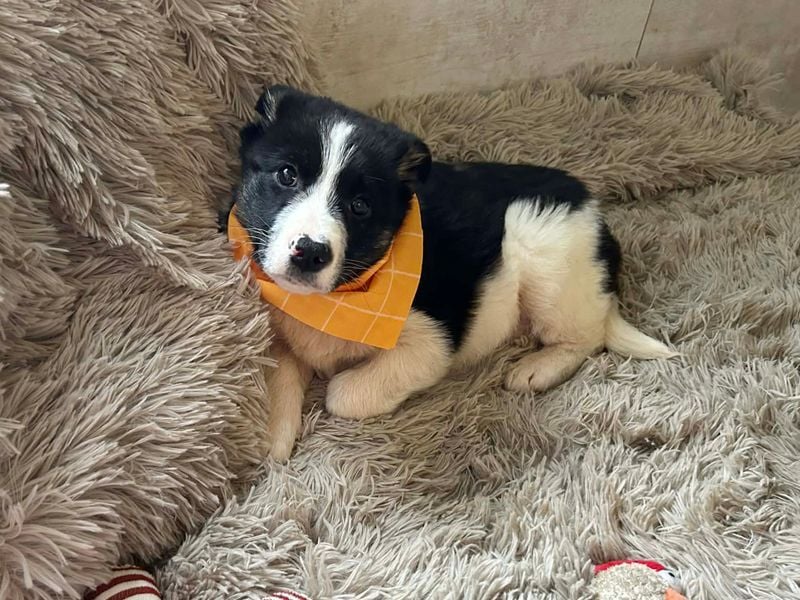 Welpe MILA - kuscheln, lernen, spielen - wer schenkt mir ein tolles Für-Immer Zuhause?