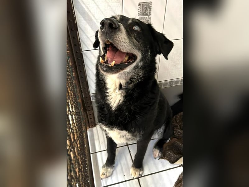 ROLFI - der liebe und zugängliche ältere Rüde sucht ein tolles Zuhause