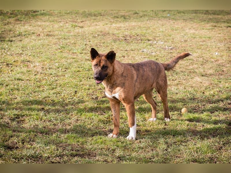CARDI - die aktive, soziale und verspielte Hündin möchte ein Teil DEINER Familie sein!