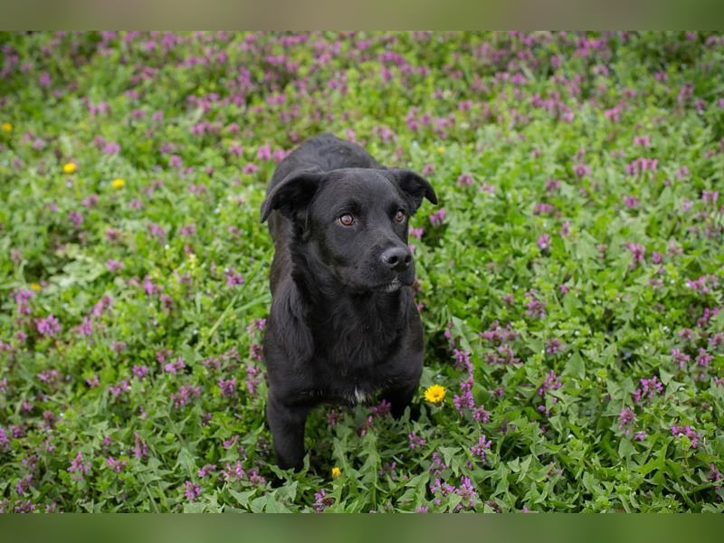 Welpe DIX - wenn ich groß bin möchte ich ein richtiger Familienhund sein!
